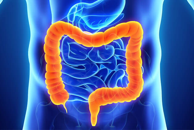 大腸のイラスト