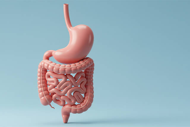 胃腸の模型