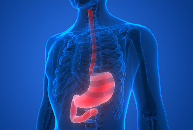 胃と食道のイメージイラスト