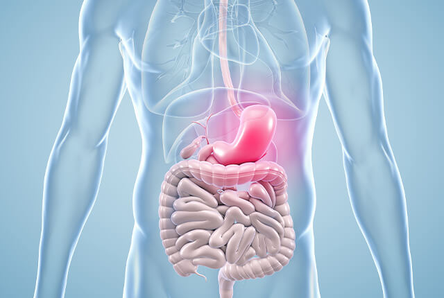 胃腸のイメージイラスト